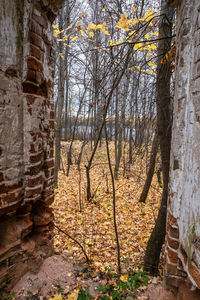 View of bare trees in the wall