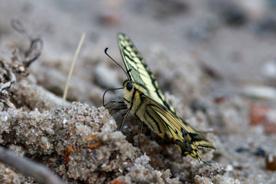 Close-up of butterfly on rock