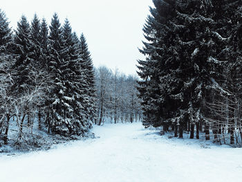 Bare trees on snow covered landscape