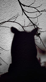 Shadow of cat on bare tree