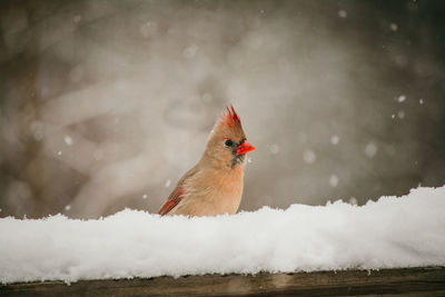 Female cardinal sitting in snow on a deck rail