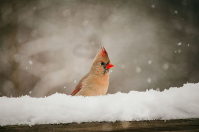 Female cardinal on a snowy covered branch