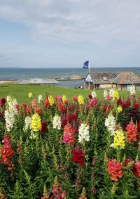 Flowering plants by sea against sky
