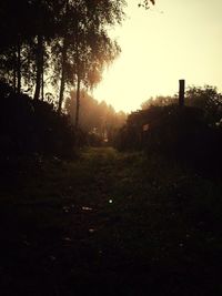 Trees at sunset