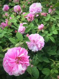 Close-up of pink roses