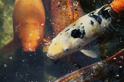 Close-up of koi carps swimming in pond