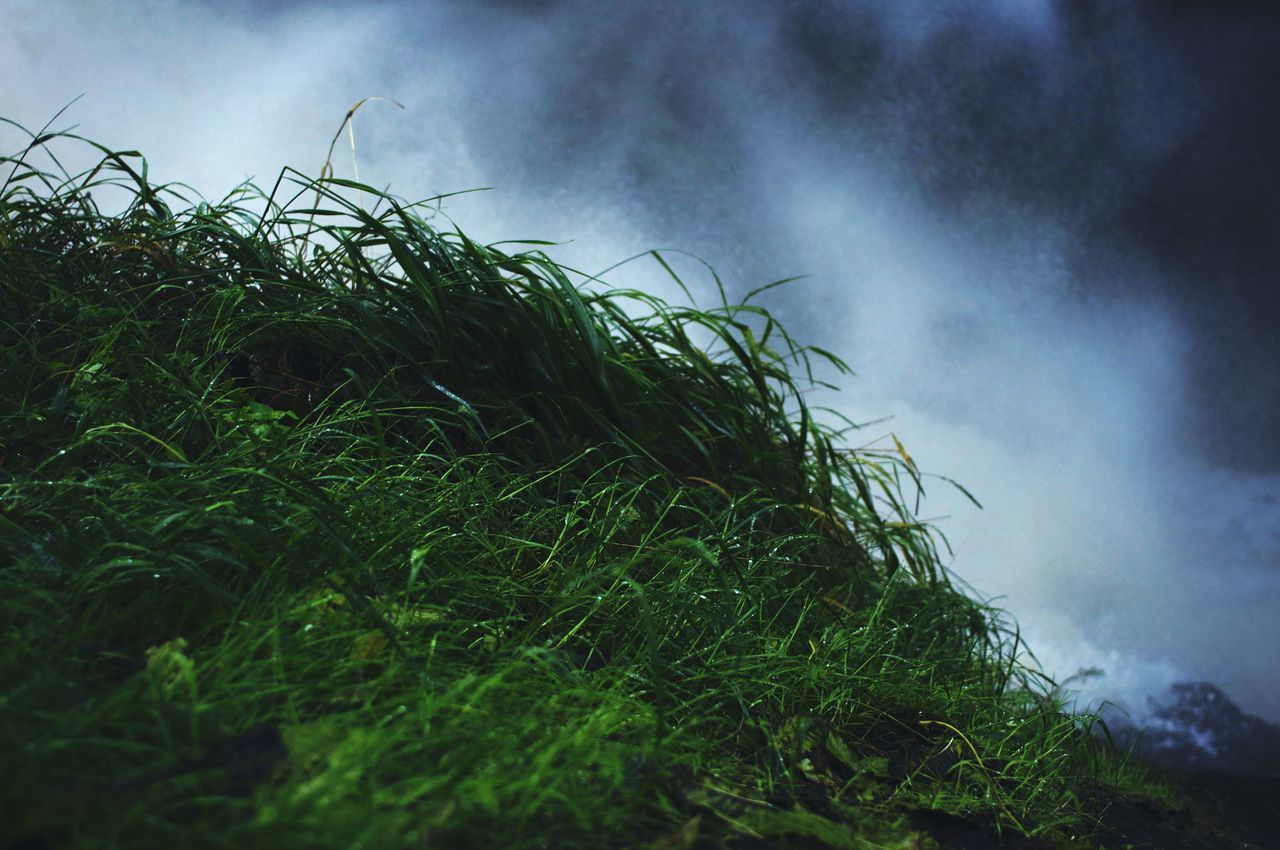 sky, cloud - sky, growth, nature, low angle view, tranquility, plant, cloudy, tree, green color, grass, tranquil scene, beauty in nature, cloud, scenics, outdoors, field, day, no people, growing