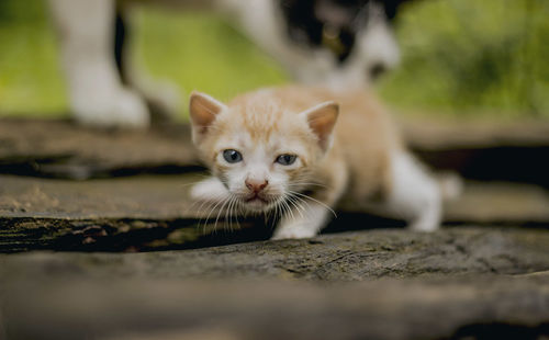 Portrait of kitten sitting outdoors