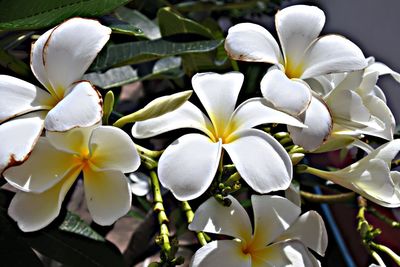 Close-up of white flowering plant