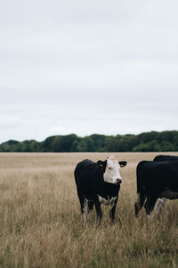 Black and white cow grazing