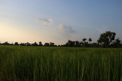 Scenic view of agricultural field against sky