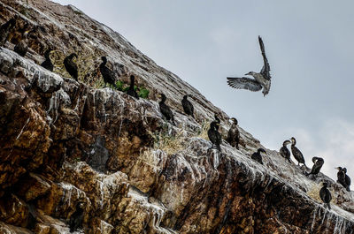 Low angle view of cormorants perching on cliff against sky