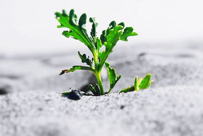 Close-up of plant on sand against sky