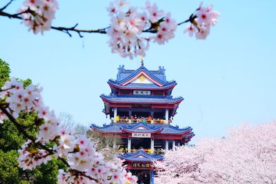 Low angle view of cherry blossoms against sky