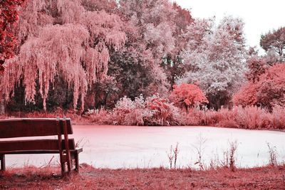 Trees and plants on bench in park