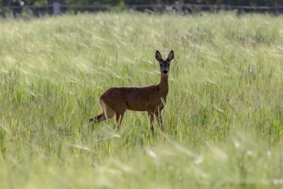 animal