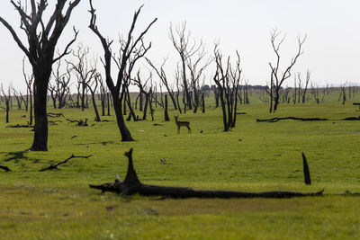 Bare trees on field against sky