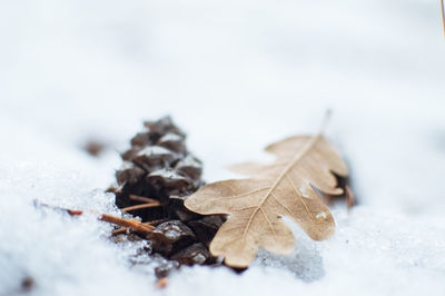 Close-up of dry leaf on snow