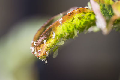 Close-up of green leaf