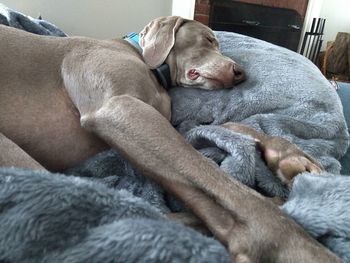 Close-up of dog sleeping