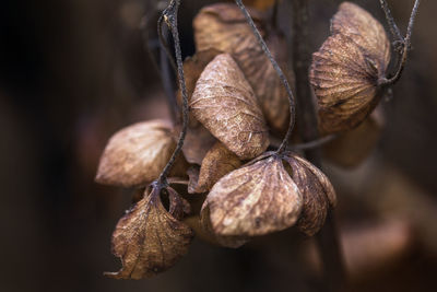 Close-up of dried plant