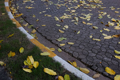 High angle view of yellow leaves on plant