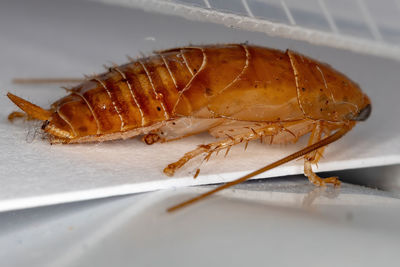 Close-up of insect on white table