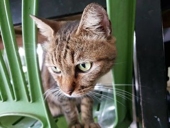 Cute cat and clear eyes on the chair