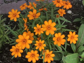 High angle view of orange flowering plants