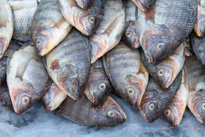 High angle view of fish for sale in market