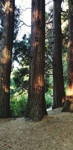 Trees growing in forest