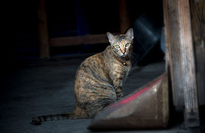 Portrait of cat sitting outdoors