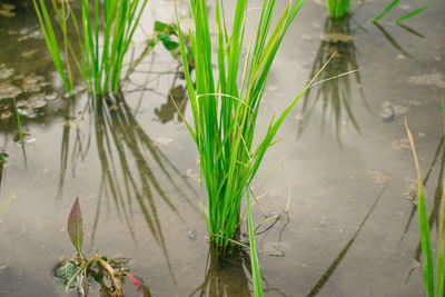 High angle view of grass in lake