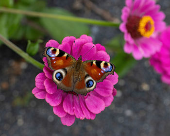 Close-up of butterfly on pink flower