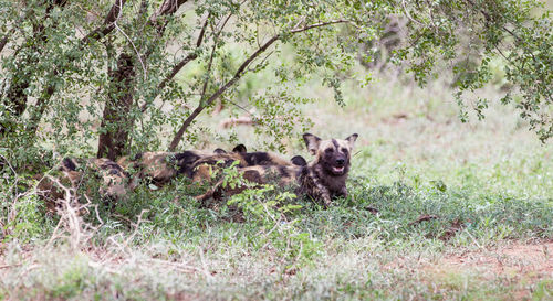 Sheep in a forest