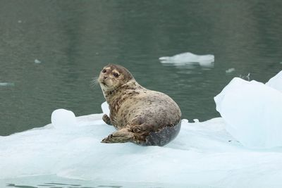 Duck sitting on rock in lake during winter