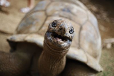 Close-up of tortoise