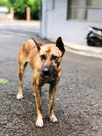 Portrait of dog on street