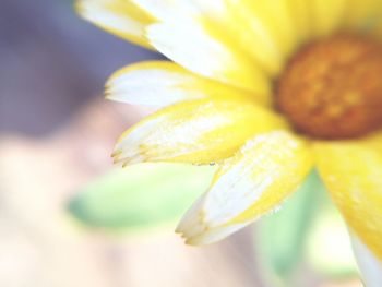 Macro shot of yellow flower