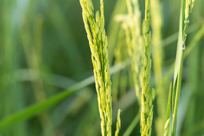 Close-up of crops growing on field