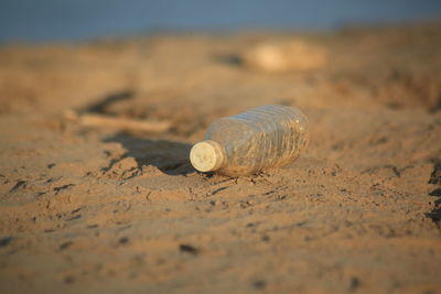 Close-up of shell on sand