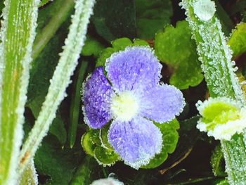 Close-up of flowers in water