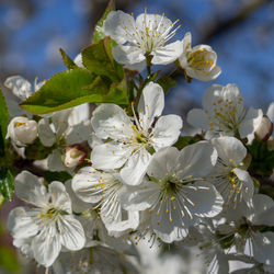 Close-up of white cherry blossoms