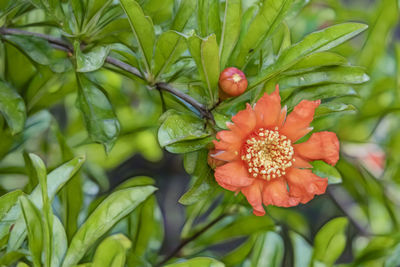 Close-up of orange flowering plant