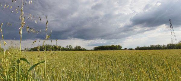 Scenic view of agricultural field against sky