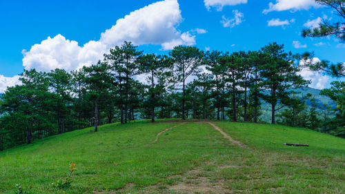 Trees on field against sky