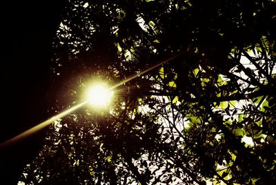 Low angle view of trees