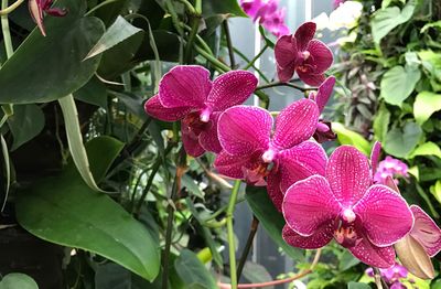 Close-up of pink flowers blooming outdoors