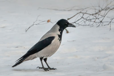 Bird perching on a snow