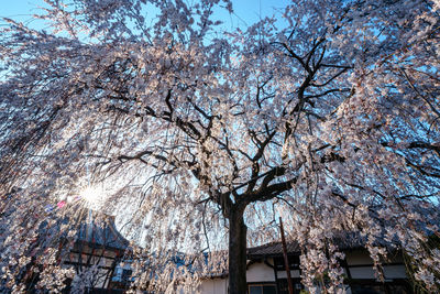 Low angle view of cherry tree by building against sky